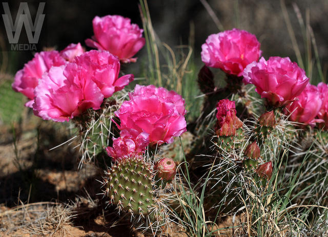 Cận[-]cảnh[-]hoa[-]xương[-]rồng[-]nở[-]hoa[-]kỳ[-]diệu